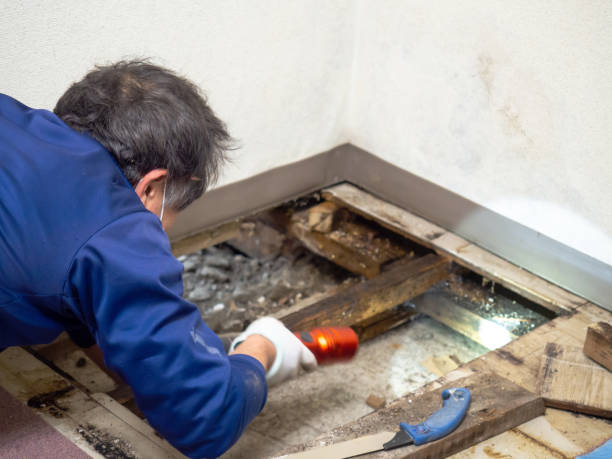 Best White Mold Remediation in Spencerville, NM