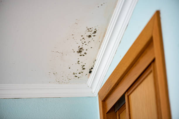 Best Kitchen Mold Remediation in Spencerville, NM