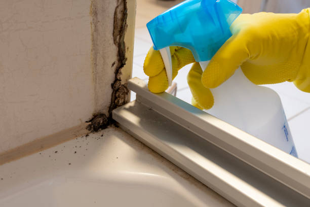 Best HVAC Mold Remediation in Spencerville, NM