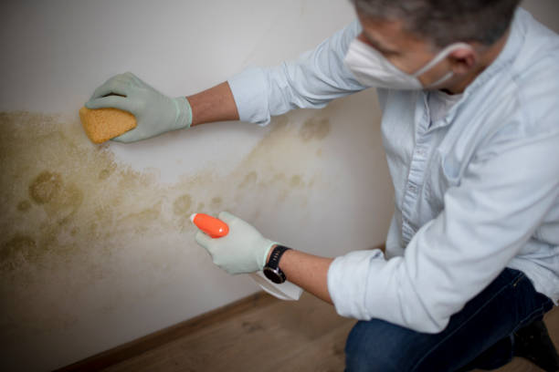 Best Residential Mold Remediation in Spencerville, NM
