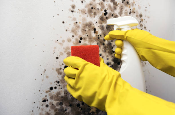 Best Preventive Mold Services in Spencerville, NM