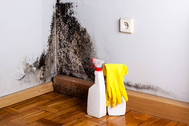 Best Mold Remediation for Schools in Spencerville, NM